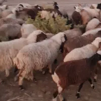 گله  بز  و میش   گوسفند|حیوانات مزرعه|ارزوئیه, |دیوار