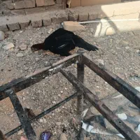 دوتا خروس لاری سه تا مرغ لاری|حیوانات مزرعه|قم, علی آباد سعدگان|دیوار