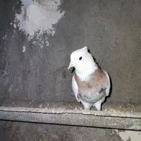 گمشده نشده طوقی ماده شکلاتی و هفت‌رنگ|حیوانات|رامهرمز, |دیوار