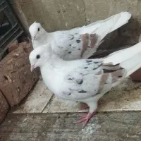 کفتر آنتیک وسرحال