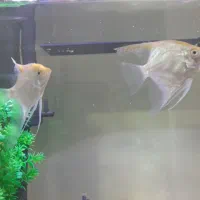 ماهی انجل سفید دم زرد خوشگل ۲ عدد