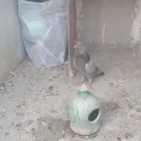 کبوتر