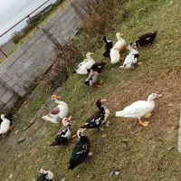 اردک غاز محلی بوقلمون|حیوانات مزرعه|اسالم, |دیوار