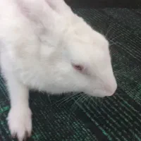 خرگوش اهلی سفیدچشم آلبالویی|موش و خرگوش|بم, |دیوار