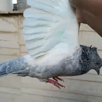 کبوتر سینه سبز ماده|پرنده|شیراز, شریفآباد|دیوار