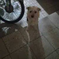 سگ پاکوتاه ماده|سگ|خمین, |دیوار