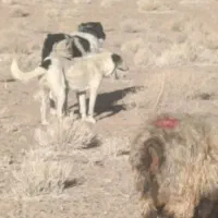 سگ گله فروشی