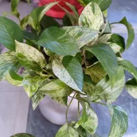 انواع گل با قیمت خوب ب فروش میرسد|گل و گیاه طبیعی|آزادشهر, |دیوار