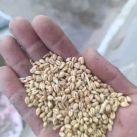 گندم بزری