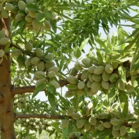 فروش-5000-متر-مربع-باغ-بادام