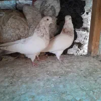 نروماده|پرنده|کاشان, لتحر|دیوار