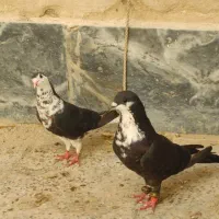 کبوتر ریش ساده