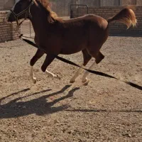 اسب|اسب و تجهیزات اسب‌سواری|اسفرورین, |دیوار