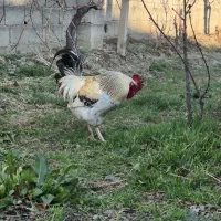 خروس|حیوانات مزرعه|نوشین شهر, |دیوار