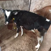 گوساله نر سالم