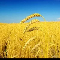 بذرگندم سرداری بوجاری شده درجه یک