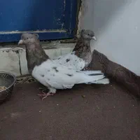 کله سرخ|پرنده|هشتگرد, سیف آباد|دیوار