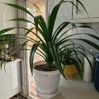 گل طبیعی قیمت مناسب|گل و گیاه طبیعی|قزوین, |دیوار