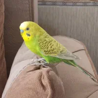 مرغ عشق نر بالغ