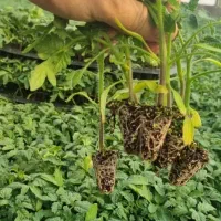 فروش ویژه نشاء گوجه فرنگی|خدمات باغبانی و درختکاری|آبدان, |دیوار