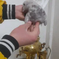 کفتر پرشی|پرنده|نسیم‌شهر, |دیوار