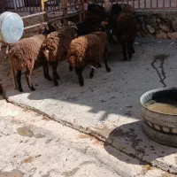 بره ماده|حیوانات مزرعه|شیرین‌سو, |دیوار