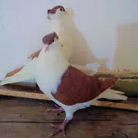 جفت چپ سرخ عتیقه