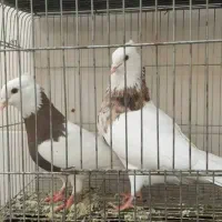 طوقی هفترنگ|پرنده|اصفهان, منتظرالمهدی|دیوار