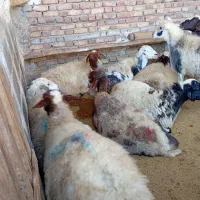 میش چاق برای داشت و کشتار|حیوانات مزرعه|پیر سلیمان, |دیوار