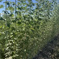 پخش‌ و تولید نهال کبوده|خدمات باغبانی و درختکاری|آشتیان, |دیوار