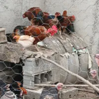 مرغ وخروس بوقلمون|حیوانات مزرعه|گنبد کاووس, |دیوار