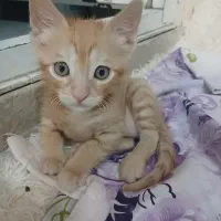 گربه dsh نر ۴ ماهه