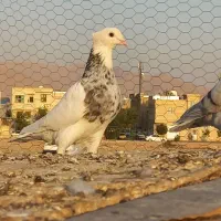 کبوتر|پرنده|شیراز, دست خضر|دیوار