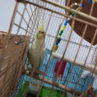 یک جفت عروس طوطی هلندی مولد