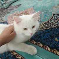 پانسیون و مراقبت ویژه از پت های خانگی شما