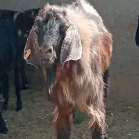 تکشاد نژادی|حیوانات مزرعه|تیمور آباد, |دیوار