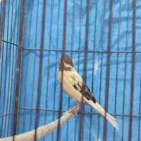 قناری ماده اماده|پرنده|کهریزک, |دیوار