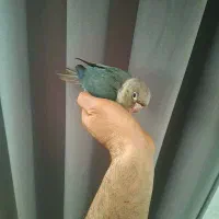 جوجه گیرینچیک تراکوییس سخنگو
