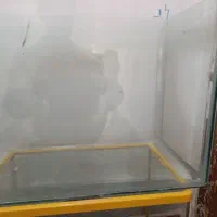 آکواریوم|ماهی|ماکو, |دیوار