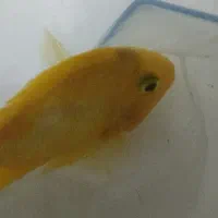 ماهی پرت رنگ زرد اندازه کف دست
