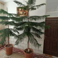 دو عددکاج مطبق بالغ ۲ متری مناسب دکور و فضای داخلی|گل و گیاه طبیعی|اردکان, |دیوار