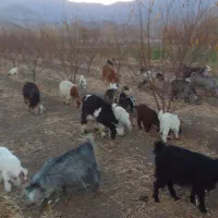 بزوبزغاله|حیوانات مزرعه|گیان, |دیوار