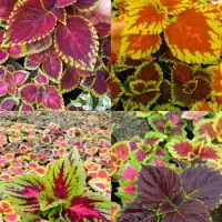 انواع حسن یوسف برگ پهن و برگ ریز|گل و گیاه طبیعی|محلات, |دیوار