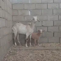 بز گیسه شیر