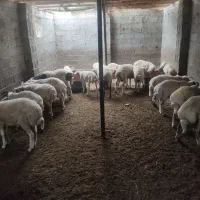 گوسفندبره نرپروار بالا نصف گوشت مقطوع قیمت