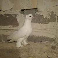 کفتر|پرنده|صوفیان, |دیوار