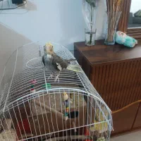 جوجه عروس هلندی|پرنده|پاکدشت, پاکدشت (مامازند)|دیوار