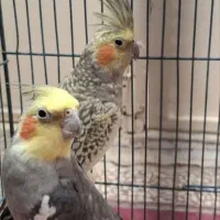عروس هلندی،مرغ عشق