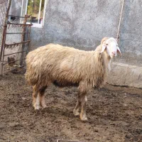 بره گوسفند نر قوچ تخمی|حیوانات مزرعه|قائمشهر, |دیوار