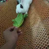 خرگوش چشم قرمز